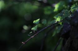 成长教育经典十句话，塑造孩子未来的智慧箴言