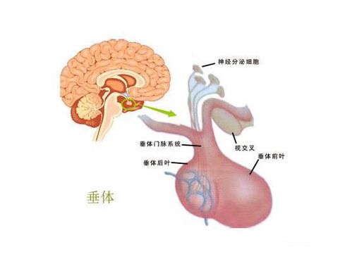 十大致命类型的癌症 都是很难治愈的癌症