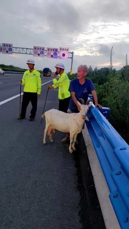 网友拍下羊群浩浩荡荡冲过马路场面——羊群行为的背后