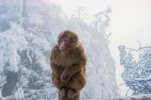 挺秃然的，男子爬山被猴子骑脖摘假发