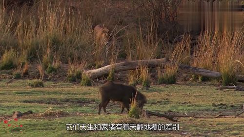 东北虎视频发布者揭秘，山上常有野猪熊出没的神秘世界