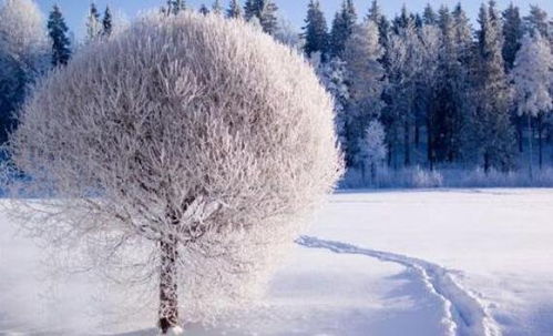 东北局地的雪为何要发紫？一场自然奇观的科普与趣谈