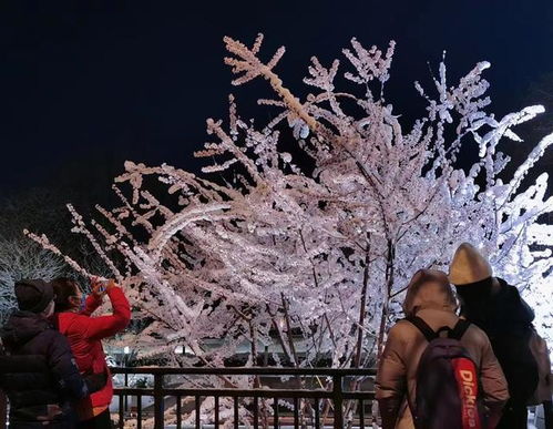 雪落京城，北京飘雪的浪漫与诗意