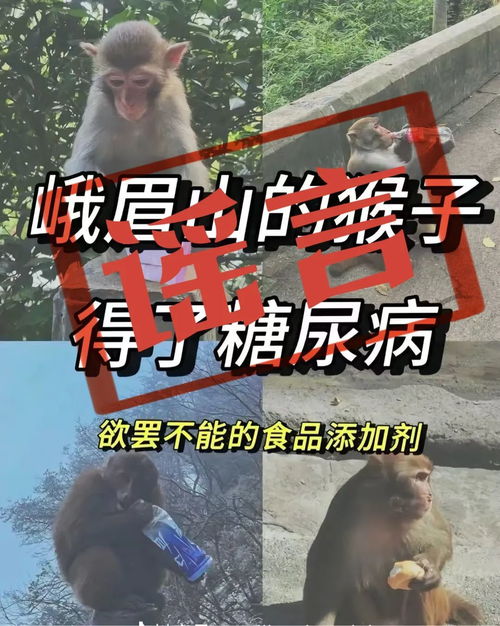 峨眉山猴子85%患糖尿病？——一则误传的真相揭秘