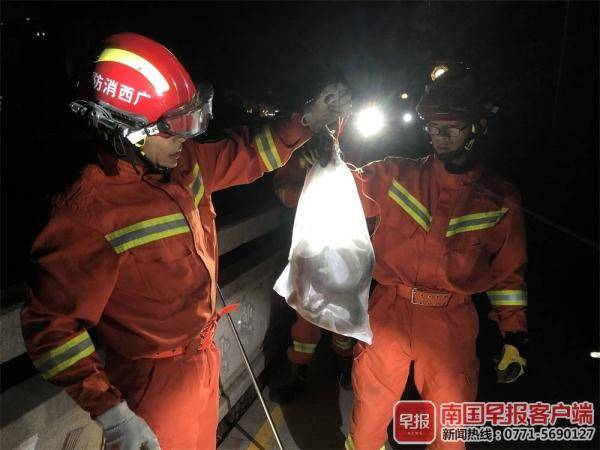 男子等红绿灯时偶遇剧毒眼镜王蛇，城市中的自然警钟与应对策略