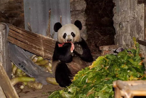 我在澳门养国宝，一段与大熊猫的奇妙邂逅